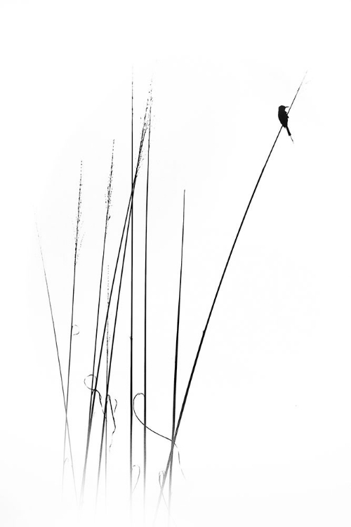 Picture of A SABBATICAL