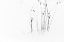 Picture of BLACK ON WHITE