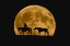 Picture of FULL MOON RIDE