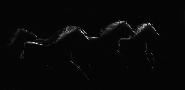 Picture of MOONLIGHT DANCERS