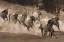 Picture of LEADER OF THE PACK