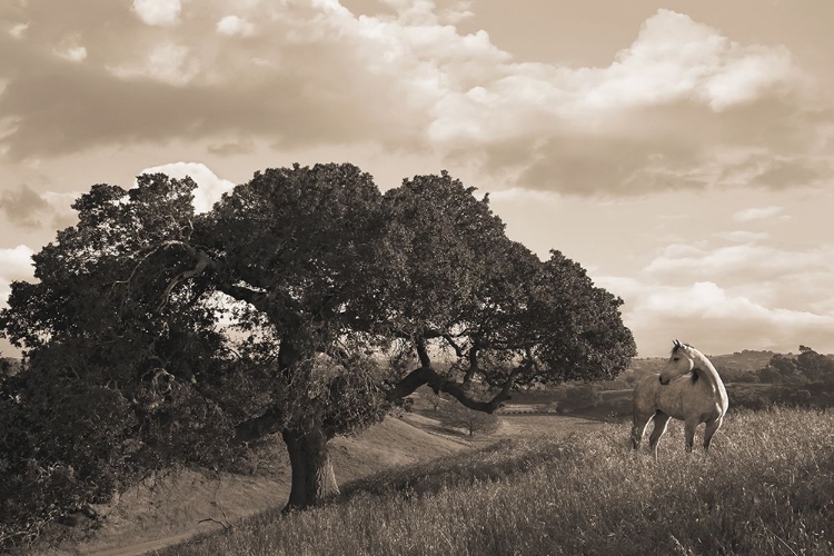 Picture of CALIFORNIA EVENING