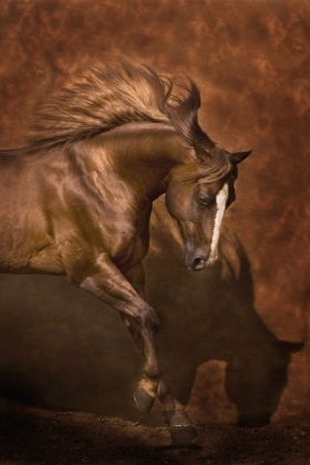 Picture of HORSE DANCER