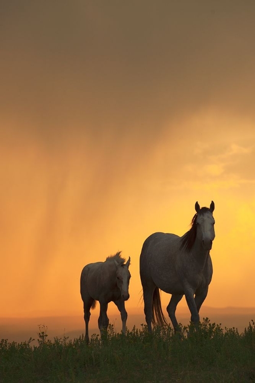 Picture of EVENING WALK