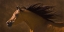 Picture of ARABIAN RUNNER