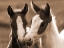 Picture of PLAYFUL FRIENDS