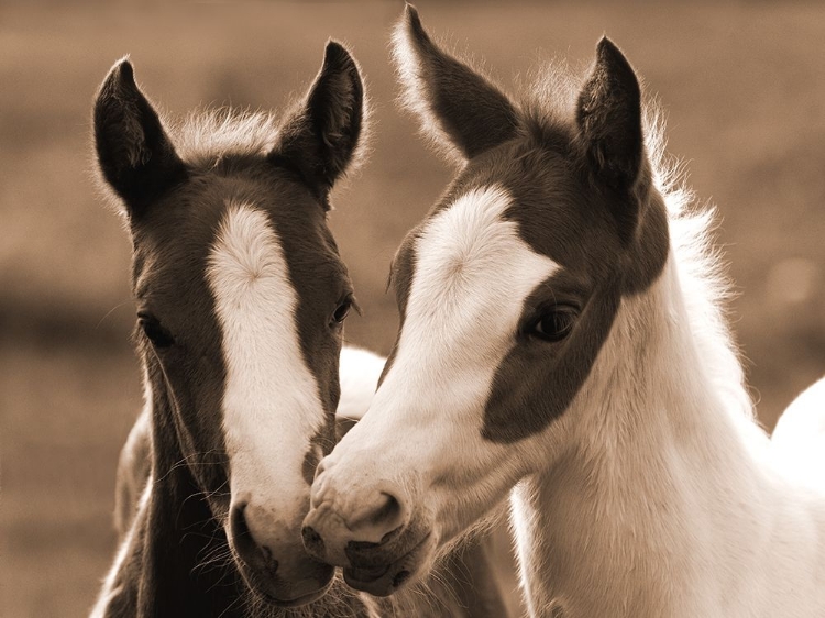 Picture of PLAYFUL FRIENDS