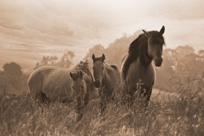 Picture of ONE SPRING MORNING