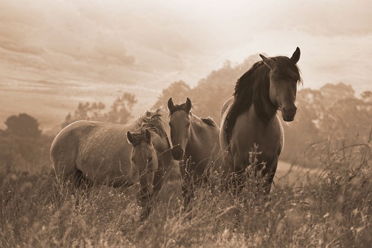 Picture of ONE SPRING MORNING