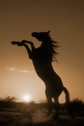 Picture of REARING HORSE SILHOUETTE