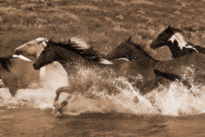 Picture of RIVER RACE