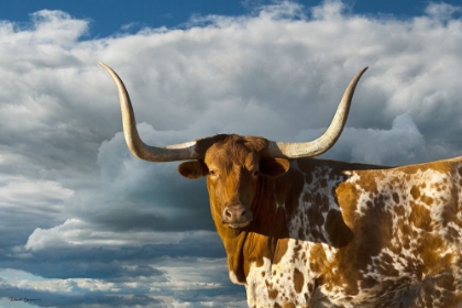 Picture of TEXAS LONGHORN ~ COLOR