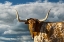 Picture of TEXAS LONGHORN ~ COLOR