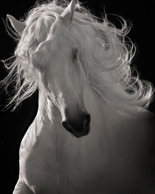 Picture of THE LUSITANO DANCER