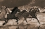 Picture of THE BIG RACE