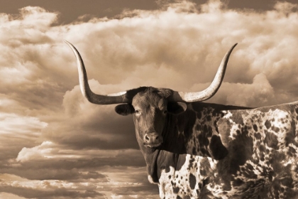 Picture of TEXAS LONGHORN ~ SEPIA