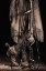 Picture of THE BUCKAROO
