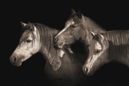 Picture of THREE PONIES