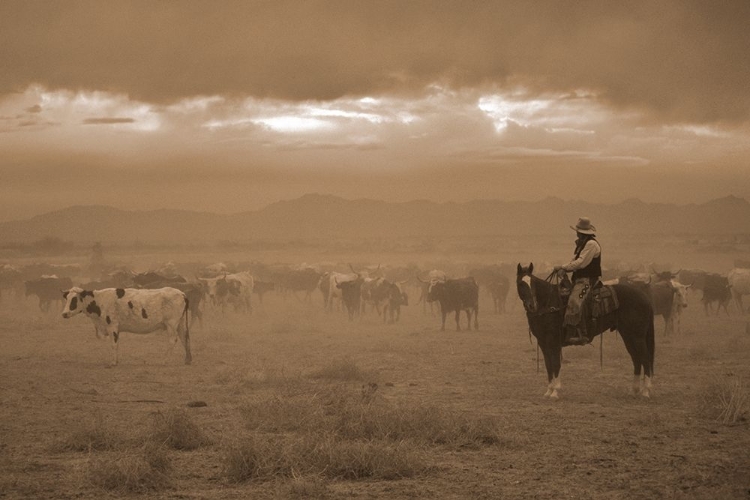 Picture of SETTLING THE HERD