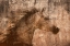 Picture of THE ARAB PRANCER