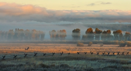 Picture of IN THE MORNING MIST