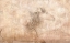 Picture of THE FRESCO HORSE