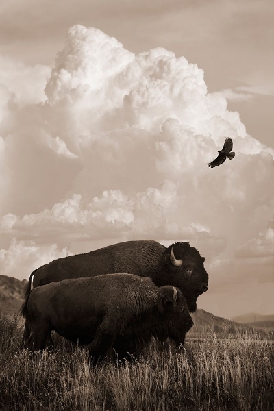 Picture of THE AMERICAN BUFFALO
