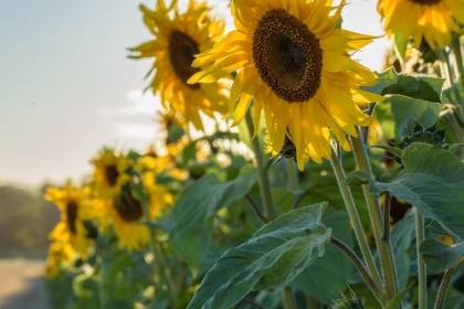 Picture of SUNFLOWERS