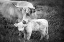 Picture of COW CARE
