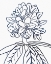 Picture of BW BLOOMS II