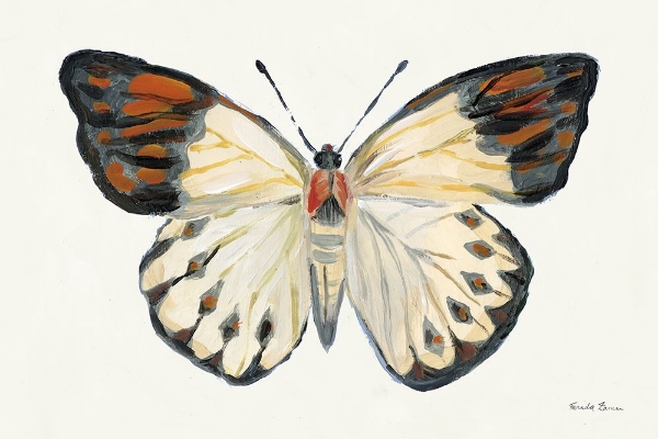 Picture of BUTTERFLY STUDY I