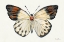 Picture of BUTTERFLY STUDY I