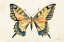 Picture of BUTTERFLY STUDY II