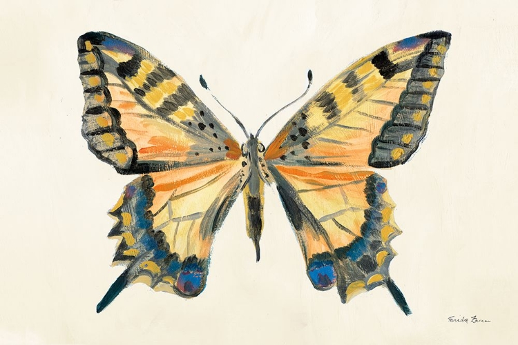 Picture of BUTTERFLY STUDY II