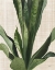 Picture of TROPICAL STUDY III LINEN