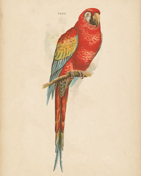 Picture of PARROT STUDY