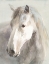 Picture of GENTLE HORSE CROP