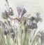 Picture of SPRING IRIS I PURPLE