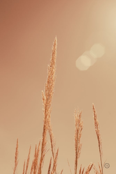 Picture of NOON GRASSES I
