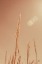 Picture of NOON GRASSES I