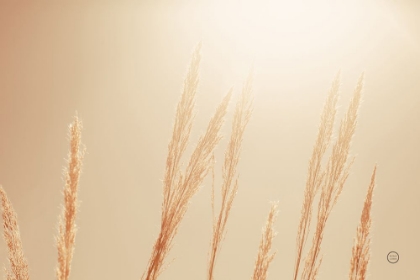 Picture of NOON GRASSES II