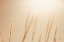 Picture of NOON GRASSES II