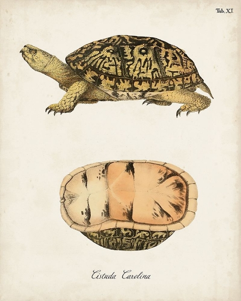 Picture of ANTIQUE TURTLES AND SHELLS V