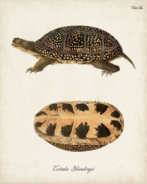 Picture of ANTIQUE TURTLES AND SHELLS VI