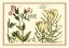 Picture of GARDEN BOTANICA III