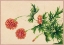 Picture of PEONY