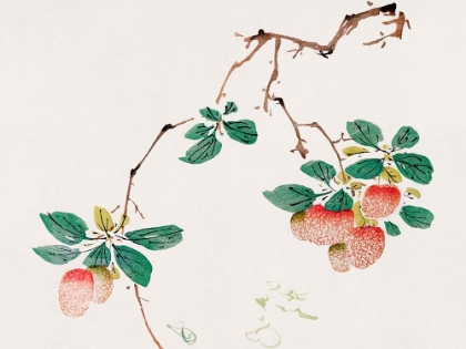 Picture of PAGE FROM SHI ZHU ZHAI RED FRUIT