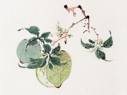 Picture of PAGE FROM SHI ZHU ZHAI GREEN FRUIT