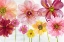 Picture of POP OF SPRING