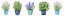 Picture of HERBS IN A ROW